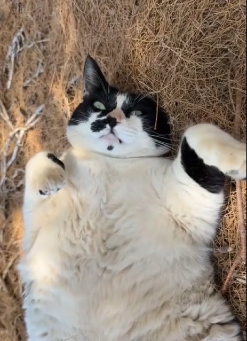 Fat Cat Becomes Official Landmark of Crete Fat Cat Becomes Official Landmark of Crete