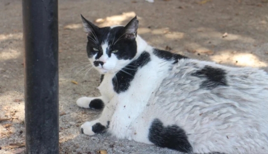 Fat Cat Becomes Official Landmark of Crete Fat Cat Becomes Official Landmark of Crete