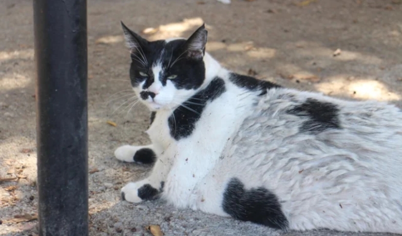 Fat Cat se convierte en un símbolo oficial de Creta Fat Cat se convierte en un símbolo oficial de Creta