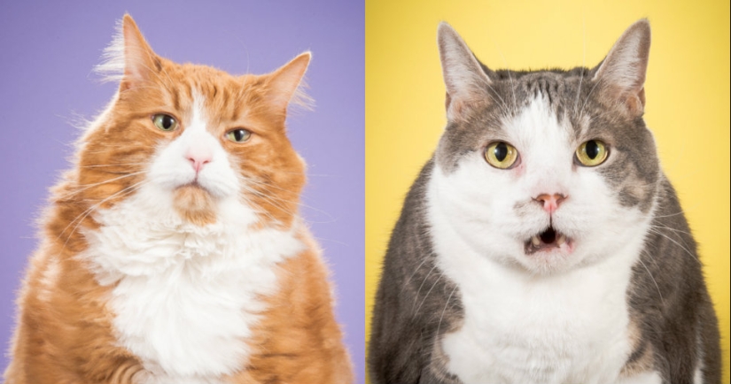 Fatness Will Save the World: Pete Thorne&#39;s Endearingly Enormous Cats