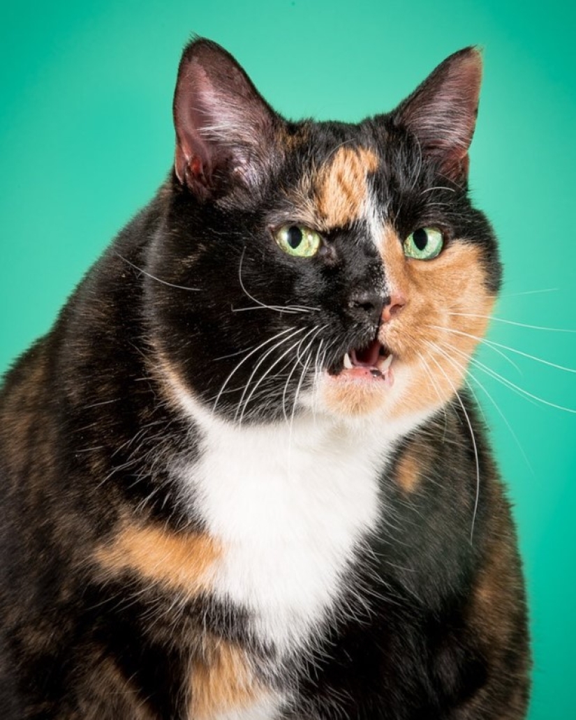 Fatness Will Save the World: Pete Thorne&#39;s Endearingly Enormous Cats