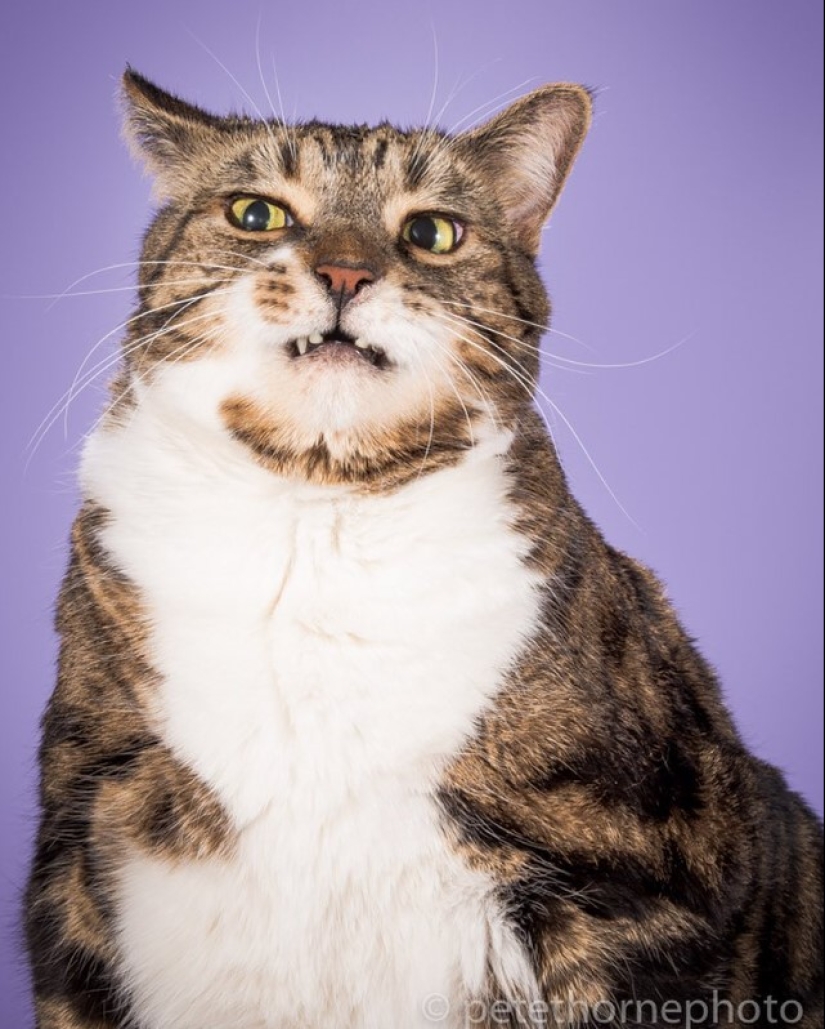 Fatness Will Save the World: Pete Thorne&#39;s Endearingly Enormous Cats