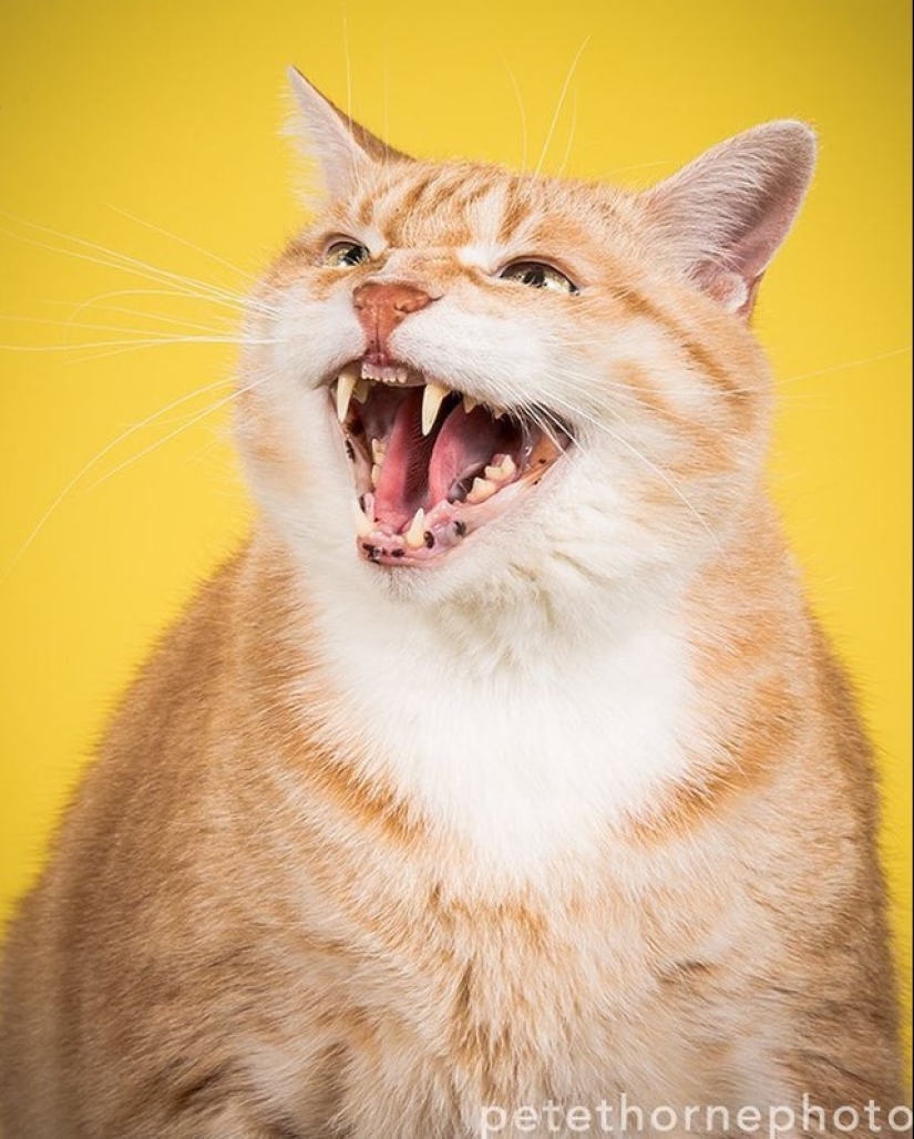Fatness Will Save the World: Pete Thorne&#39;s Endearingly Enormous Cats