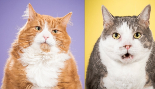 Fatness Will Save the World: Pete Thorne's Endearingly Enormous Cats