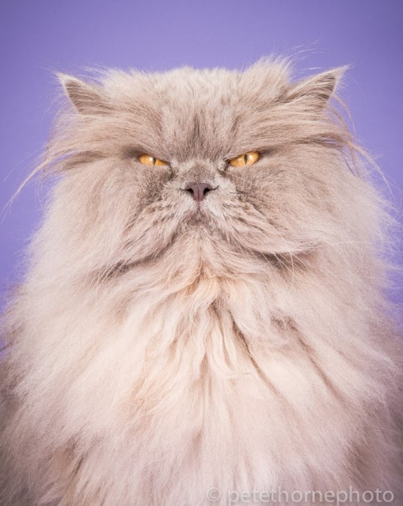 Fatness Will Save the World: Pete Thorne&#39;s Endearingly Enormous Cats