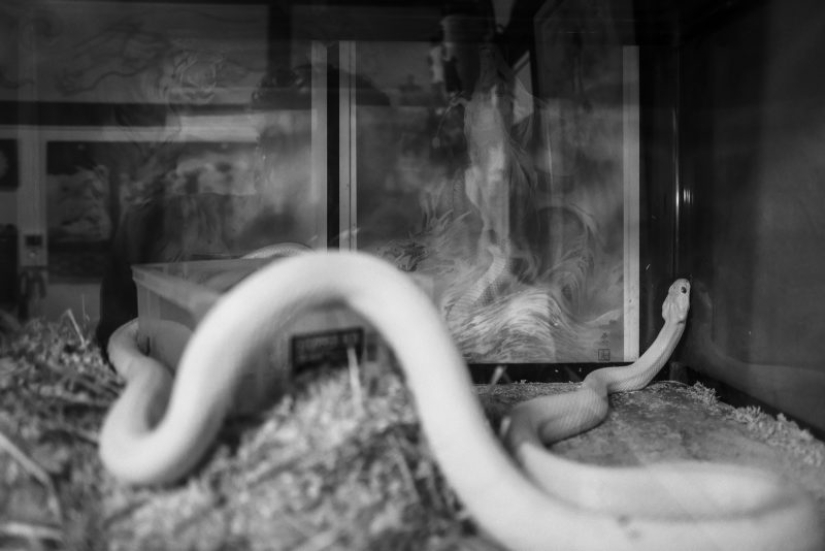 Favorito de la familia del crimen de la Yakuza: el camino hacia el sueño de maestro Japonés del tatuaje Horizen