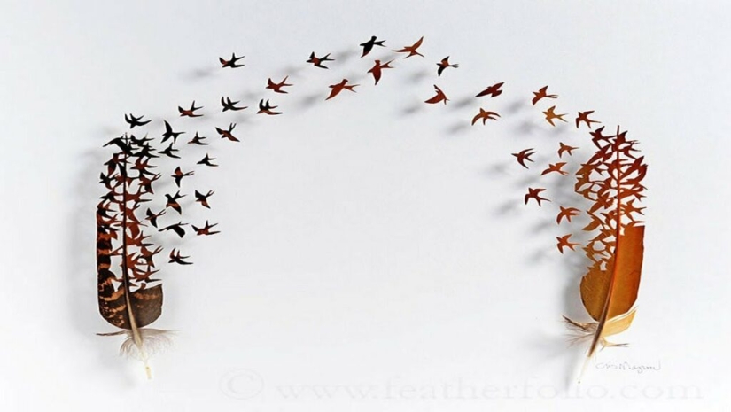 Feathers as art