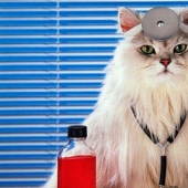 Feline therapy — why people are treated with cats and how it happens Feline therapy — why people are treated with cats and how it happens