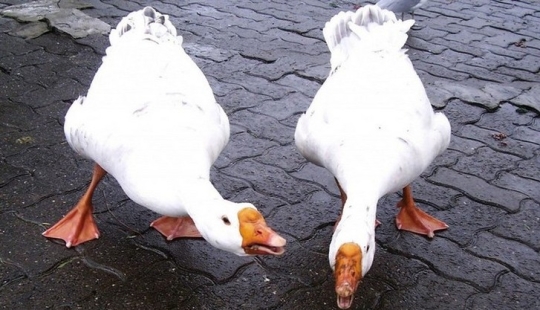 Fighting Geese, Homeless Cops, and 8 More Unconventional Methods of Fighting Crime Fighting Geese, Homeless Cops, and 8 More Unconventional Methods of Fighting Crime