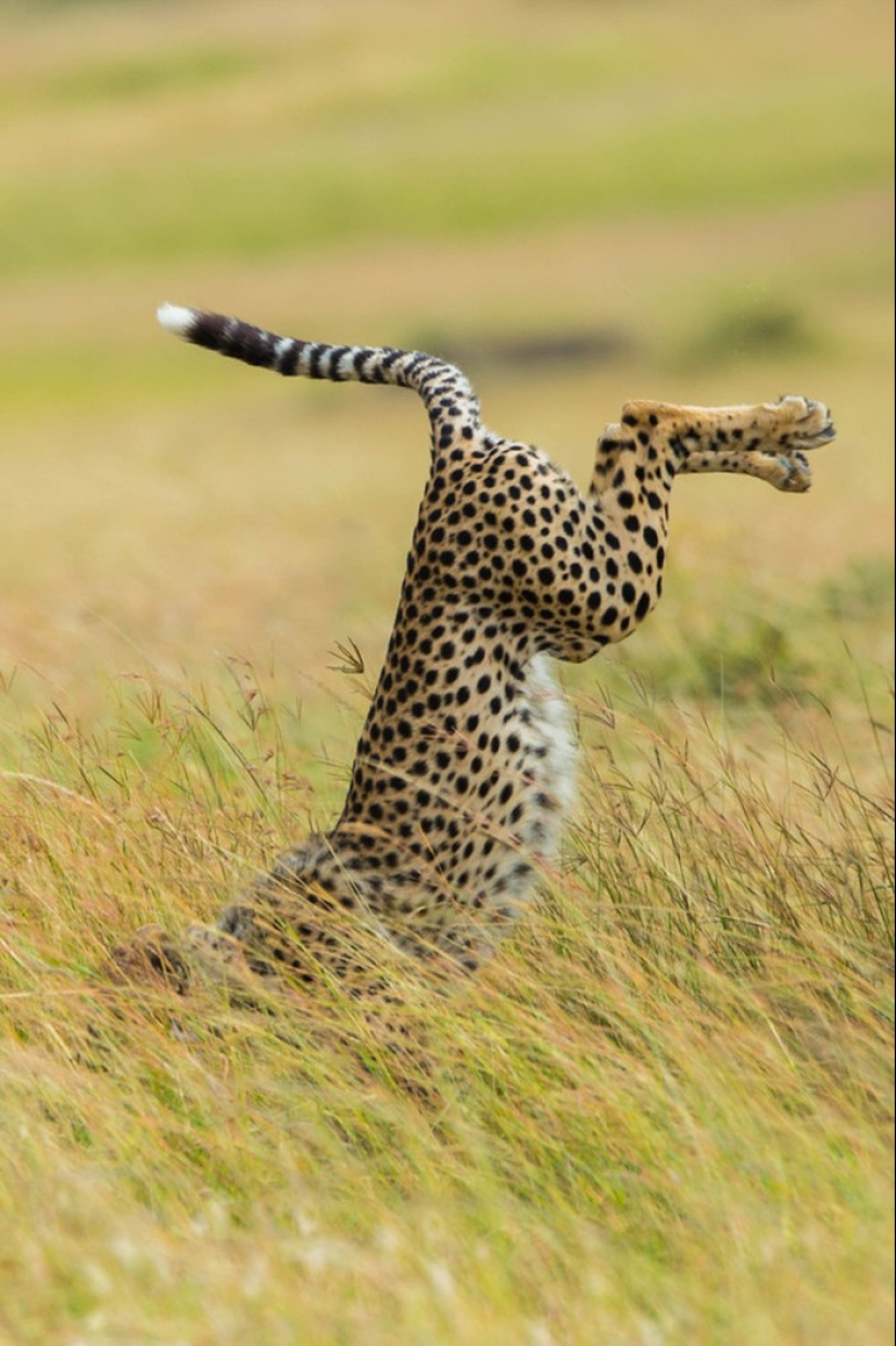 Finalists of the contest "Funny wildlife photos"