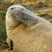 Finalists of the contest "Funny wildlife photos" Finalists of the contest "Funny wildlife photos"