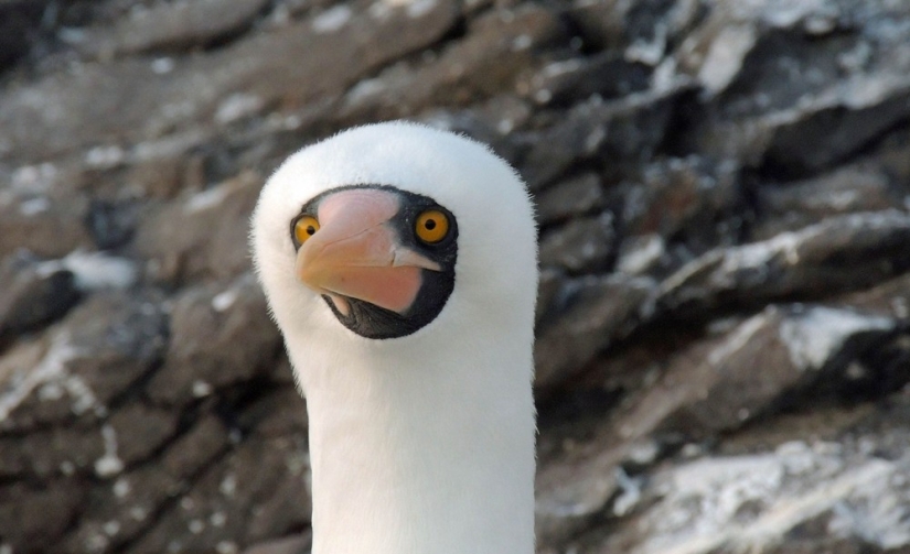 Finalists of the contest "Funny wildlife photos"