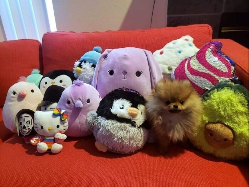 Find Me if You can: 30 Dogs who have mastered the Art of Disguise Find Me if You can: 30 Dogs who have mastered the Art of Disguise