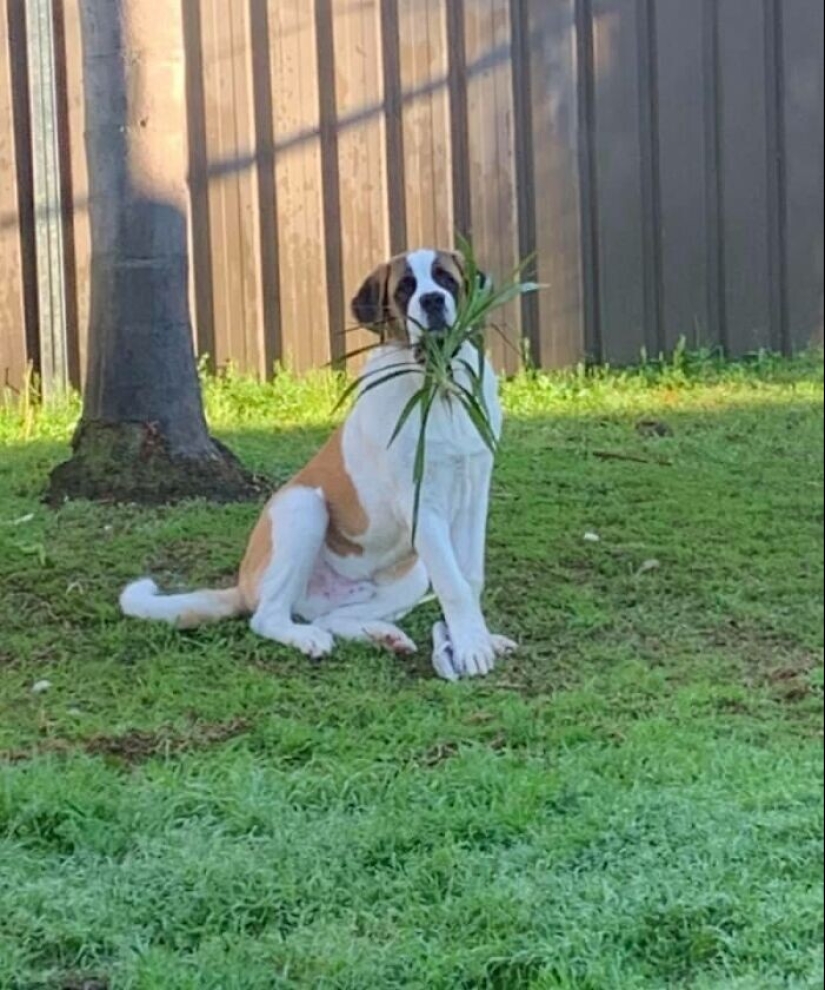 Find Me if You can: 30 Dogs who have mastered the Art of Disguise Find Me if You can: 30 Dogs who have mastered the Art of Disguise