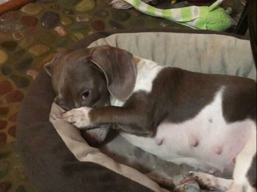 Find Me if You can: 30 Dogs who have mastered the Art of Disguise Find Me if You can: 30 Dogs who have mastered the Art of Disguise