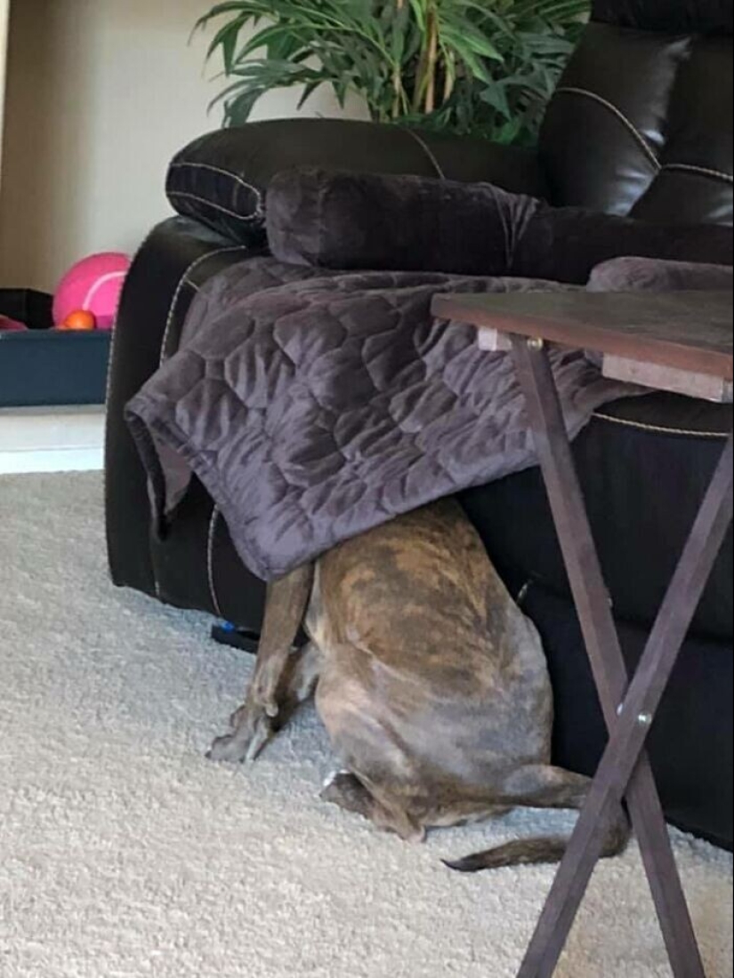 Find Me if You can: 30 Dogs who have mastered the Art of Disguise Find Me if You can: 30 Dogs who have mastered the Art of Disguise