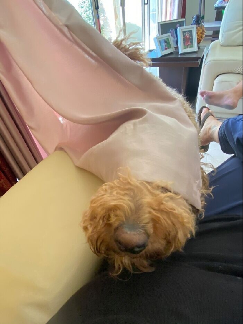 Find Me if You can: 30 Dogs who have mastered the Art of Disguise Find Me if You can: 30 Dogs who have mastered the Art of Disguise