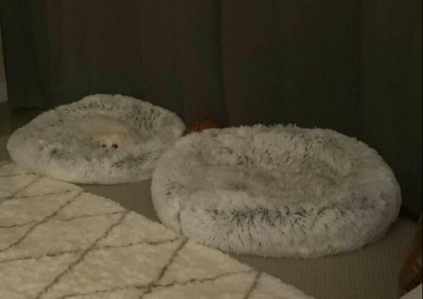 Find Me if You can: 30 Dogs who have mastered the Art of Disguise Find Me if You can: 30 Dogs who have mastered the Art of Disguise