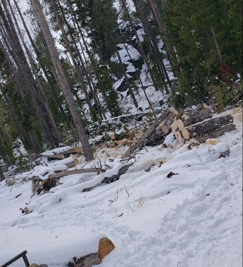 Find Me if You can: 30 Dogs who have mastered the Art of Disguise Find Me if You can: 30 Dogs who have mastered the Art of Disguise