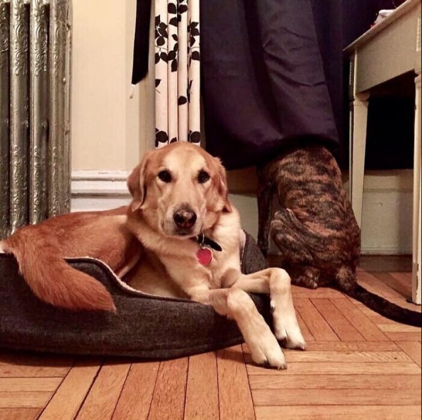 Find Me if You can: 30 Dogs who have mastered the Art of Disguise Find Me if You can: 30 Dogs who have mastered the Art of Disguise