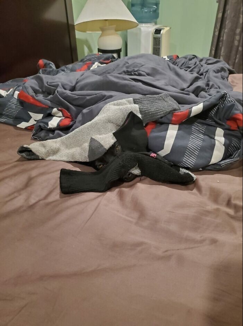 Find Me if You can: 30 Dogs who have mastered the Art of Disguise Find Me if You can: 30 Dogs who have mastered the Art of Disguise