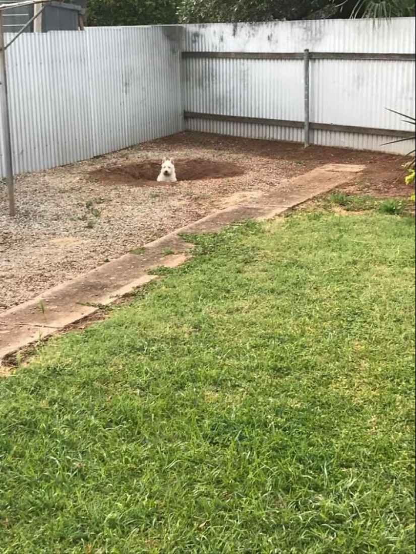 Find Me if You can: 30 Dogs who have mastered the Art of Disguise Find Me if You can: 30 Dogs who have mastered the Art of Disguise