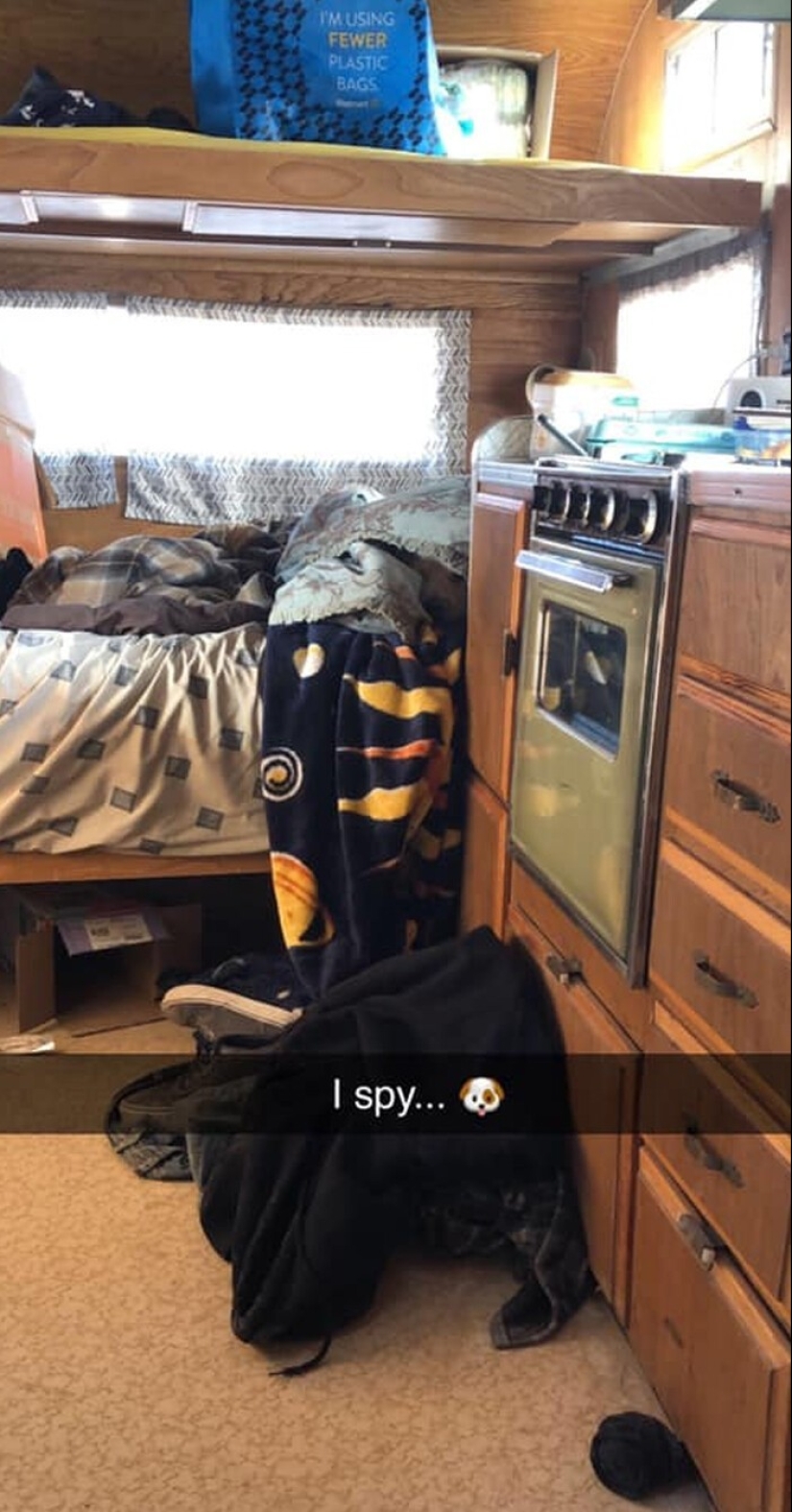 Find Me if You can: 30 Dogs who have mastered the Art of Disguise Find Me if You can: 30 Dogs who have mastered the Art of Disguise