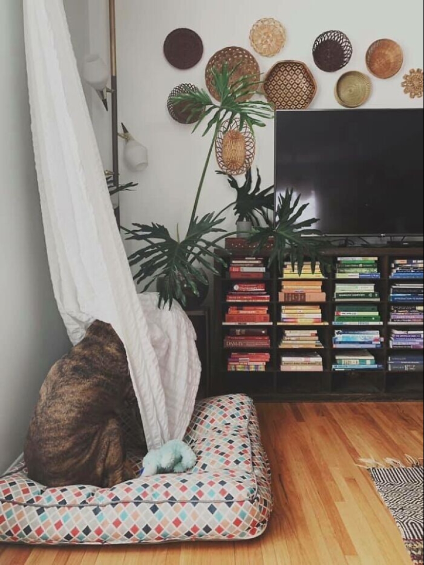 Find Me if You can: 30 Dogs who have mastered the Art of Disguise Find Me if You can: 30 Dogs who have mastered the Art of Disguise