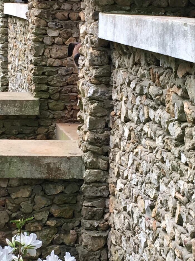 Find Me if You can: 30 Dogs who have mastered the Art of Disguise Find Me if You can: 30 Dogs who have mastered the Art of Disguise