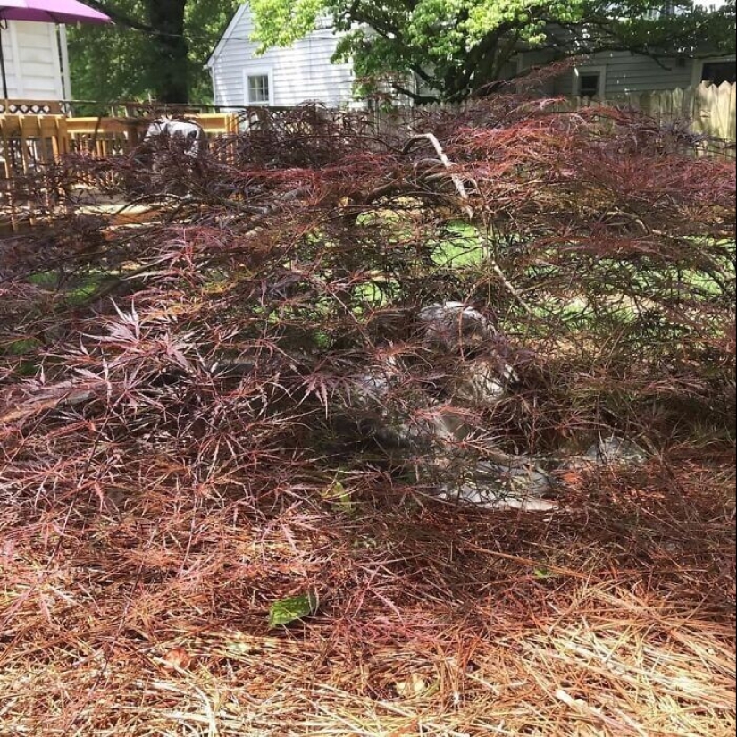 Find Me if You can: 30 Dogs who have mastered the Art of Disguise Find Me if You can: 30 Dogs who have mastered the Art of Disguise