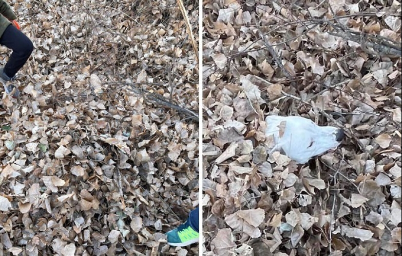 Find Me if You can: 30 Dogs who have mastered the Art of Disguise Find Me if You can: 30 Dogs who have mastered the Art of Disguise