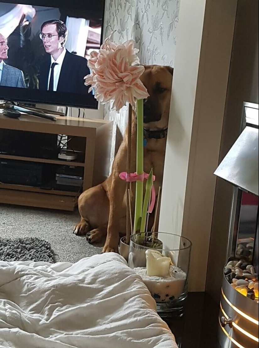 Find Me if You can: 30 Dogs who have mastered the Art of Disguise Find Me if You can: 30 Dogs who have mastered the Art of Disguise