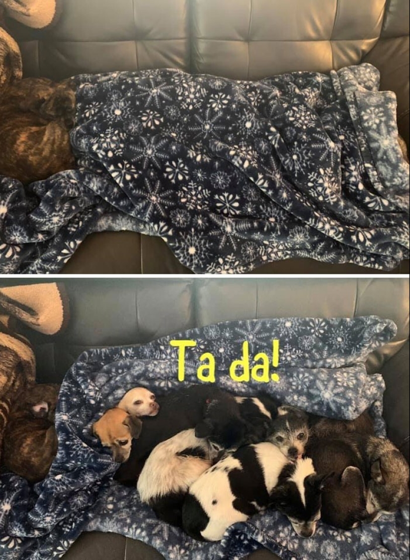 Find Me if You can: 30 Dogs who have mastered the Art of Disguise Find Me if You can: 30 Dogs who have mastered the Art of Disguise