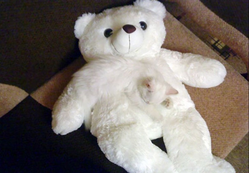 Find the cat: crafty baleen-striped, which are impossible to find in the photo