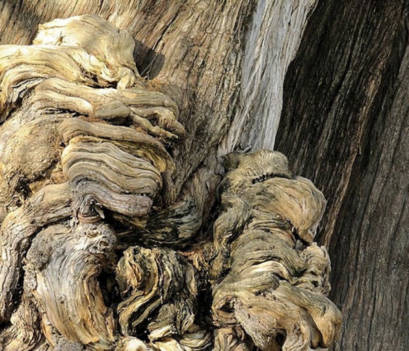 Find the cat: crafty baleen-striped, which are impossible to find in the photo