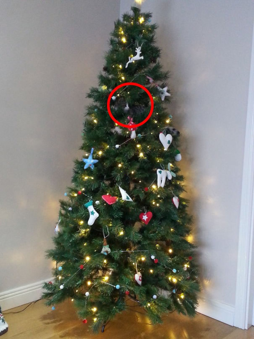 Find the cat: crafty baleen-striped, which are impossible to find in the photo