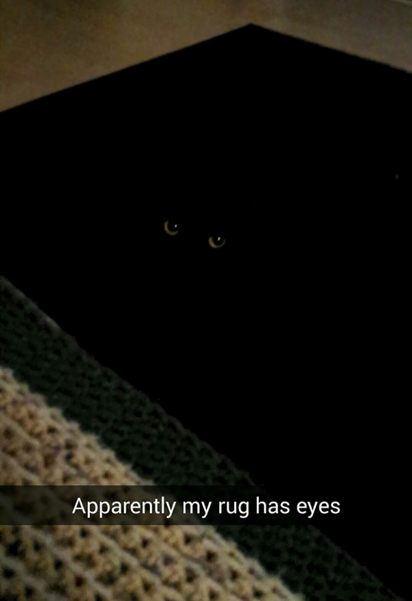 Find the cat: crafty baleen-striped, which are impossible to find in the photo