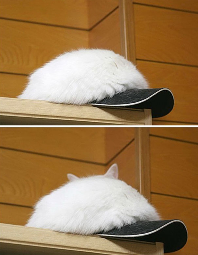 Find the cat: crafty baleen-striped, which are impossible to find in the photo