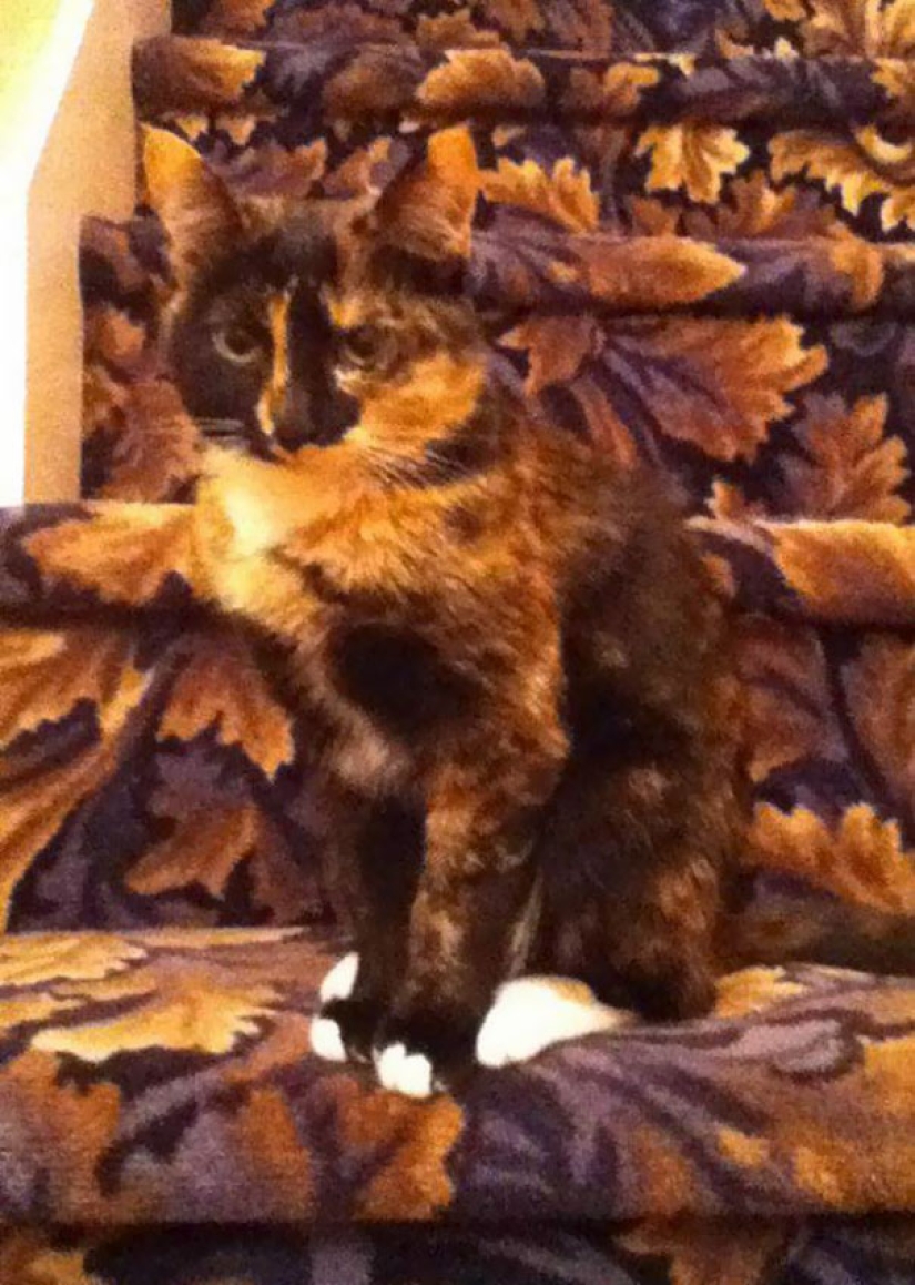 Find the cat: crafty baleen-striped, which are impossible to find in the photo
