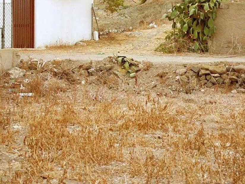 Find the cat: crafty baleen-striped, which are impossible to find in the photo