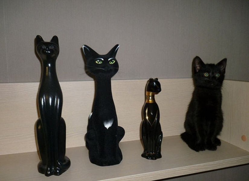 Find the cat: crafty baleen-striped, which are impossible to find in the photo