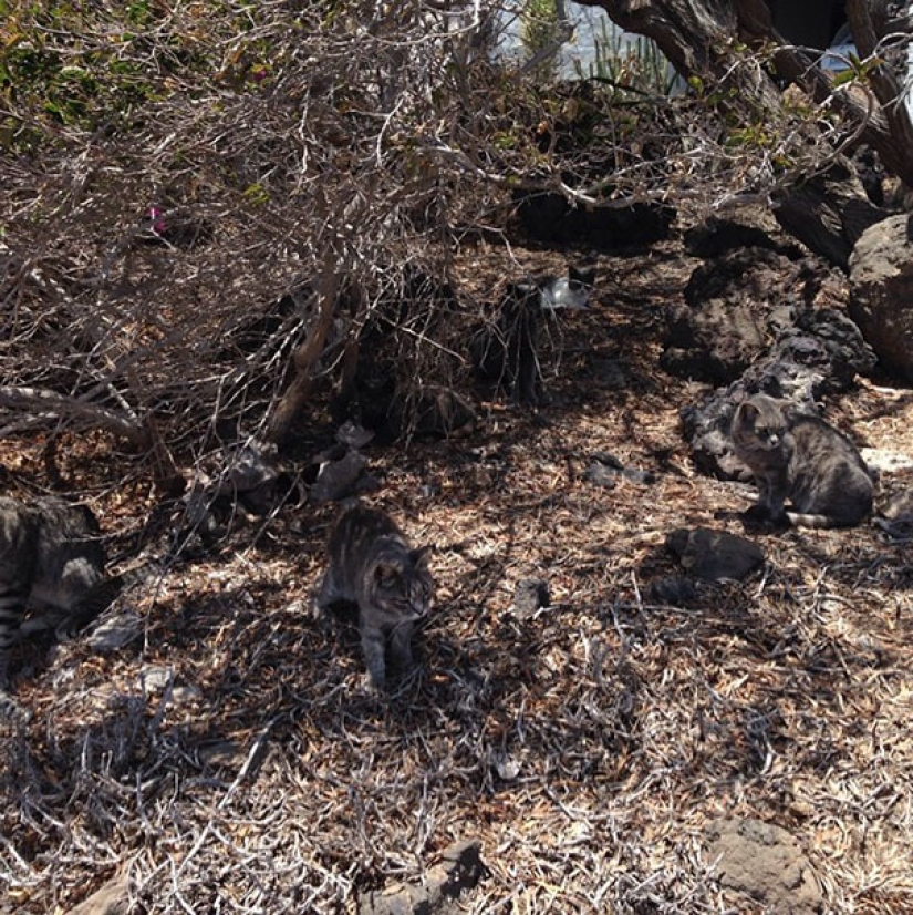 Find the cat: crafty baleen-striped, which are impossible to find in the photo