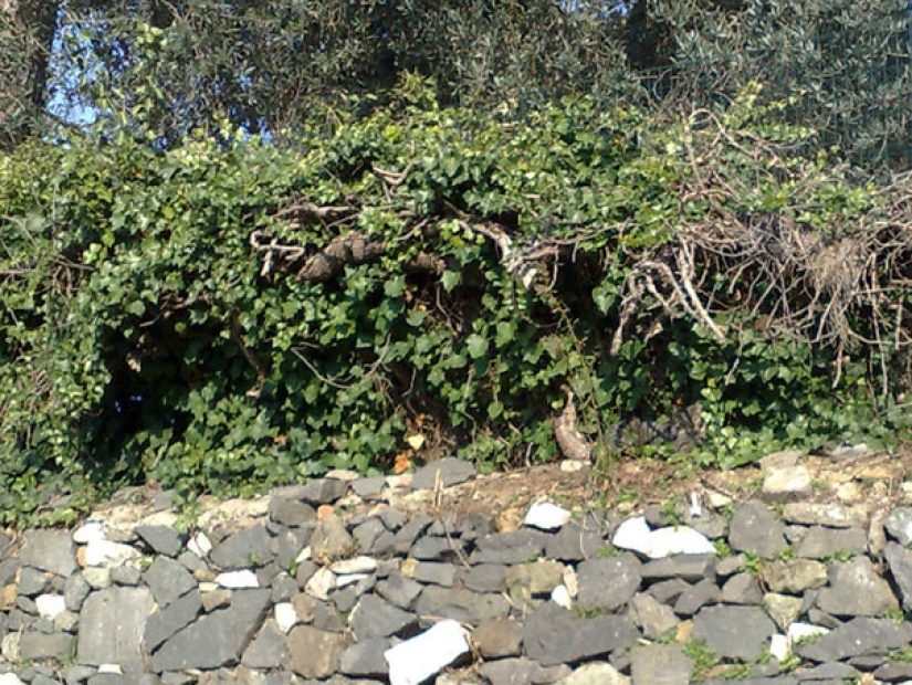 Find the cat: crafty baleen-striped, which are impossible to find in the photo