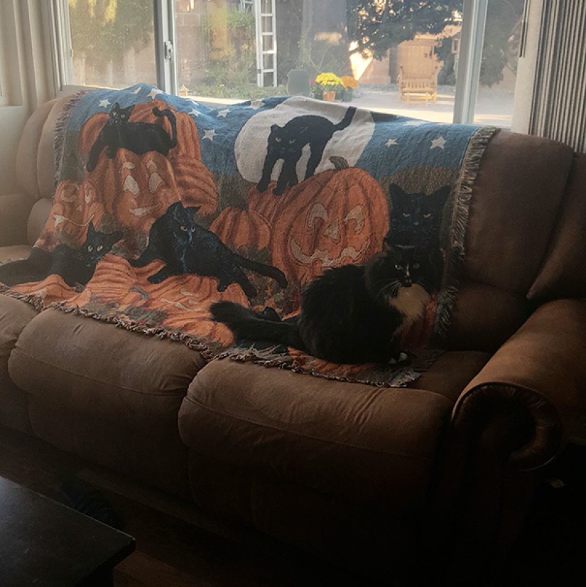 Find the cat: crafty baleen-striped, which are impossible to find in the photo