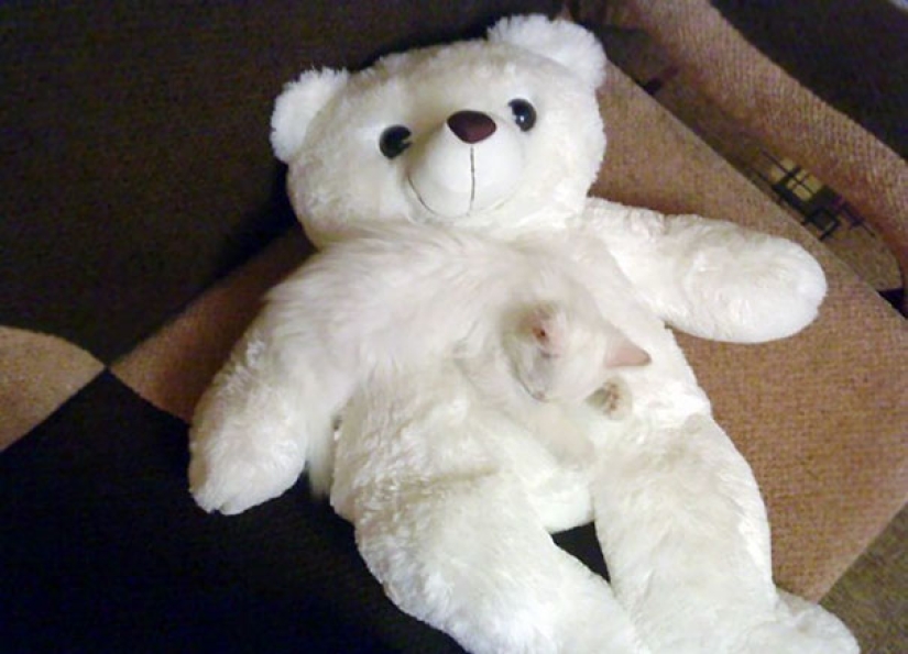 Find the cat: crafty baleen-striped, which are impossible to find in the photo