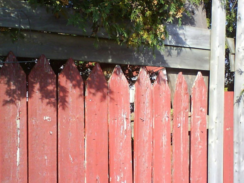 Find the cat: crafty baleen-striped, which are impossible to find in the photo