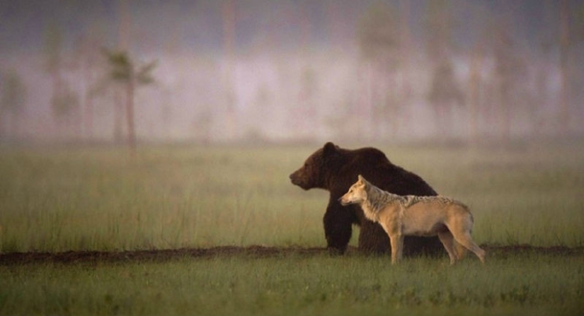 Finnish photographer captures unusual friendship between a wolf and a bear Finnish photographer captures unusual friendship between a wolf and a bear