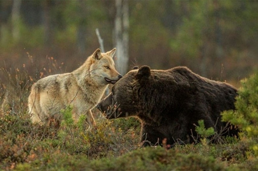 Finnish photographer captures unusual friendship between a wolf and a bear Finnish photographer captures unusual friendship between a wolf and a bear
