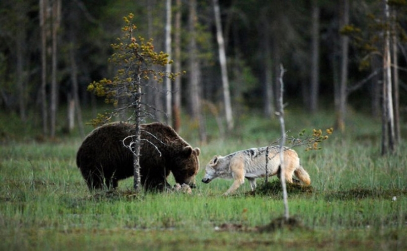 Finnish photographer captures unusual friendship between a wolf and a bear Finnish photographer captures unusual friendship between a wolf and a bear