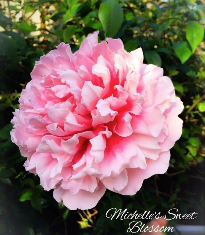 Flores de azúcar: 30 de la impresionante obra de Michelle Nguyen